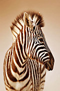 Obraz Zebra zv6737